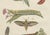 Bertuch, Hawk Moth Life Cycle, 1810, Engravings, Set of 2 For Sale - Image 6 of 14