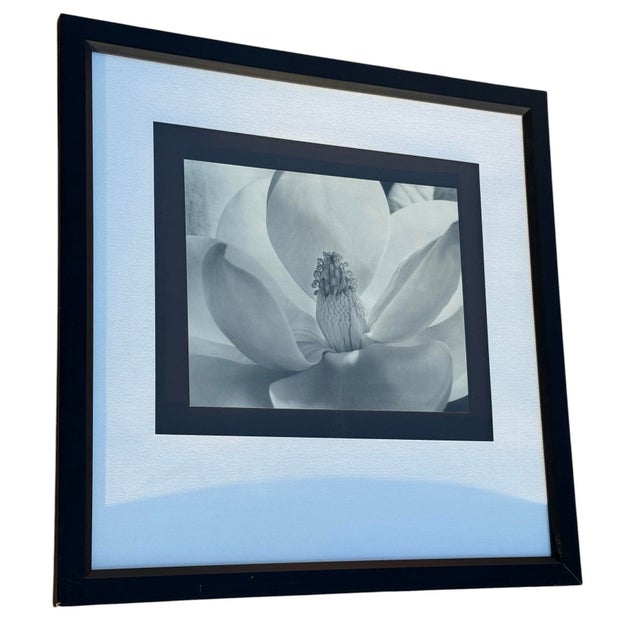 Black Imogen Cunningham's Iconic 1925 Black & White Photograph "Magnolia Blossom", Framed For Sale - Image 8 of 10