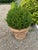 Ceramic Classic Tuscan Terracotta Planter With Embossed Decoration For Sale - Image 7 of 7
