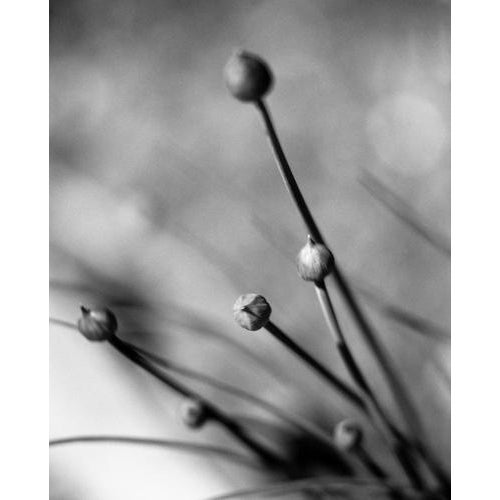 Paul Cooklin, Detail of Chive Herbs, Edition of 50 For Sale - Image 4 of 4