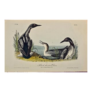 Audubon Black-Throated Diver: Original 1st Edition Hand Colored Audubon Bird Lithograph, 1840 For Sale