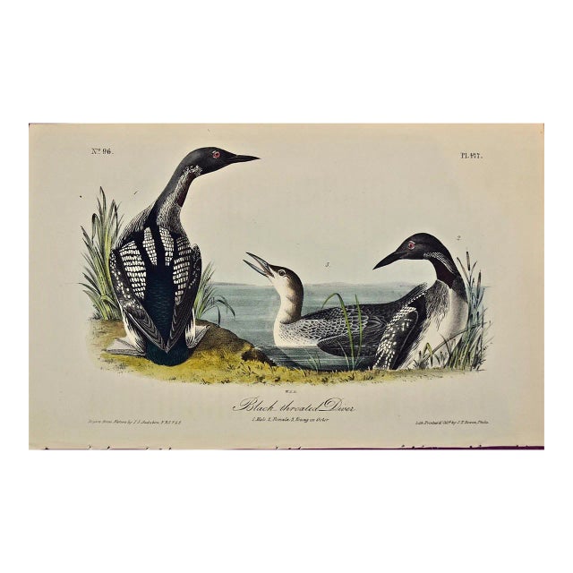 Audubon Black-Throated Diver: Original 1st Edition Hand Colored Audubon Bird Lithograph, 1840 For Sale