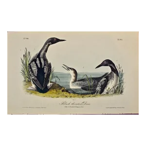Audubon Black-Throated Diver: Original 1st Edition Hand Colored Audubon Bird Lithograph, 1840