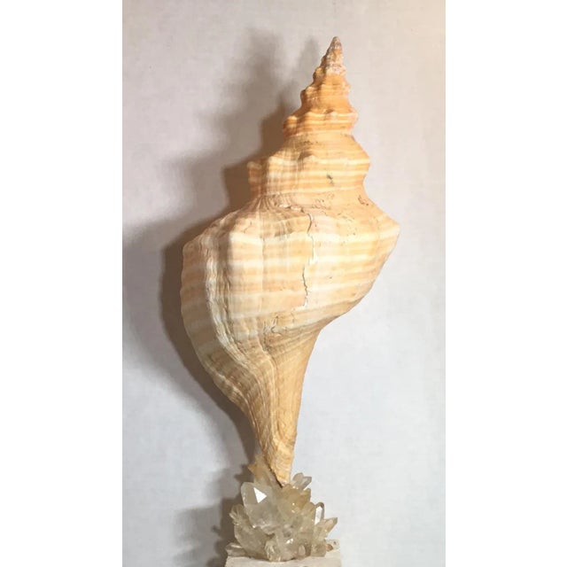 Vintage One of a Kind Sea Shell and Crystal Quartz by Joseph Malekan For Sale - Image 10 of 13