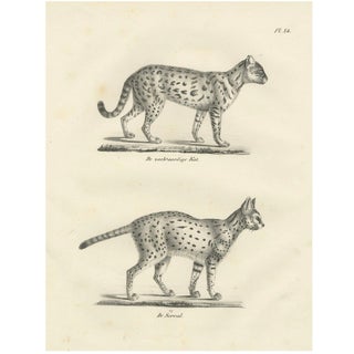 C.C. G. Zool, Gentle Cat and the Serval in Poses, 1836, Print For Sale