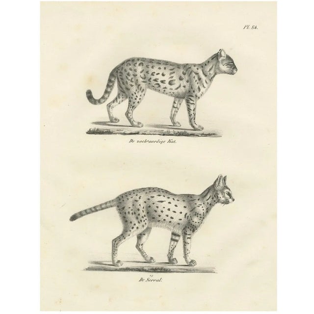 C.C. G. Zool, Gentle Cat and the Serval in Poses, 1836, Print For Sale