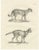 C.C. G. Zool, Gentle Cat and the Serval in Poses, 1836, Print For Sale