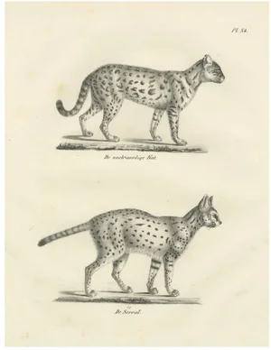C.C. G. Zool, Gentle Cat and the Serval in Poses, 1836, Print