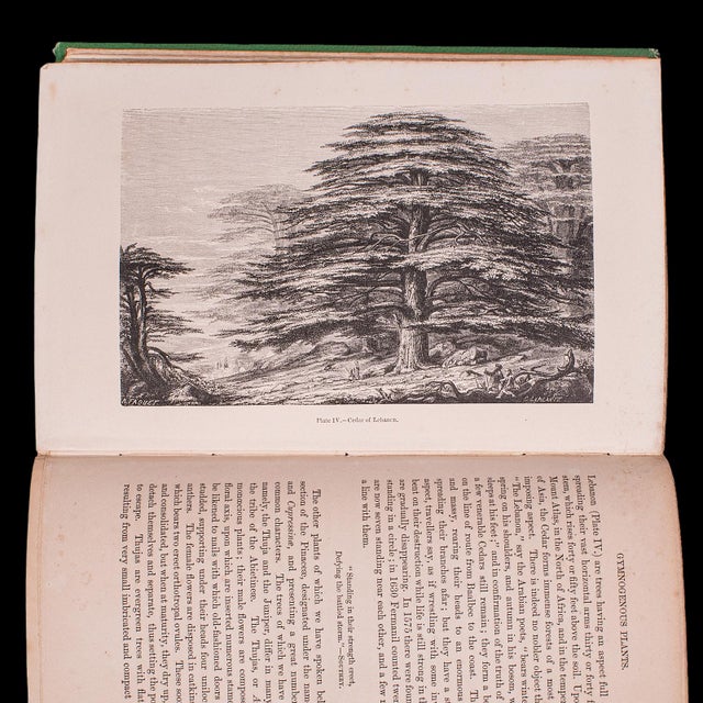 Antique Reference Book, the Vegetable World, English, Louis Figuier, Victorian For Sale - Image 9 of 12