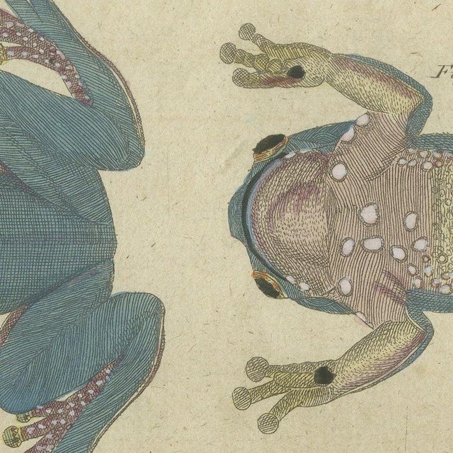 Paper Bertuch, Four Tree Frogs Including a Blue Frog, 1815, Print For Sale - Image 7 of 12