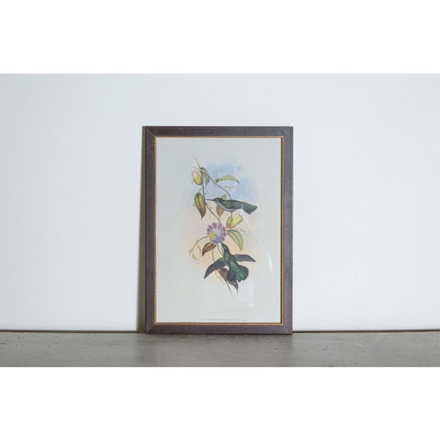 Mr. John Gould's tropical framed Bird prints 1955 taken from his limited edition of 1000. The most celebrated British...