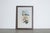 Mr. John Gould's tropical framed Bird prints 1955 taken from his limited edition of 1000. The most celebrated British...
