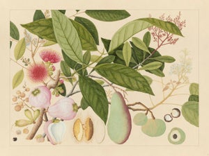 Golden Tropic Botanicals, Giclée Print #12
