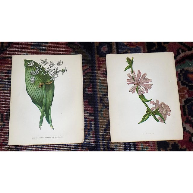 Realism Authentic Antique 19th Century Anne Pratt Botanical Chromolithographs - Set of 12 For Sale - Image 3 of 10
