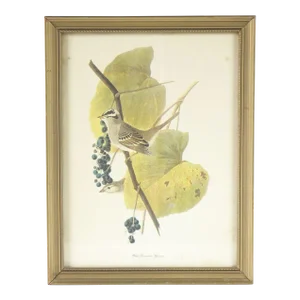 Mid 20th Century Birds in the Berry Tree Botanical Bird Print, Framed