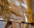 Carl Kauba "Chief Wolf Robe" Patinated Bronze Sculpture on Marble Base For Sale - Image 12 of 13
