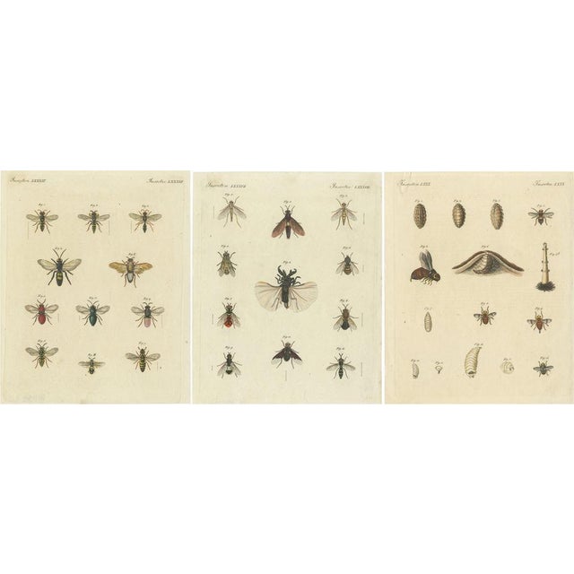 Bertuch, Illustrations of Various Insects Including Wasps and Flies, Prints, Set of 3 For Sale - Image 6 of 6