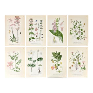 Set of 8 Antique Botanical Prints | Pink & Green Wildflower Studies For Sale