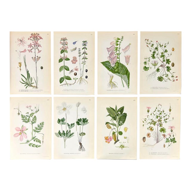 Set of 8 Antique Botanical Prints | Pink & Green Wildflower Studies For Sale