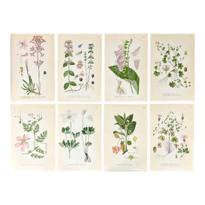 Set of 8 Antique Botanical Prints | Pink & Green Wildflower Studies