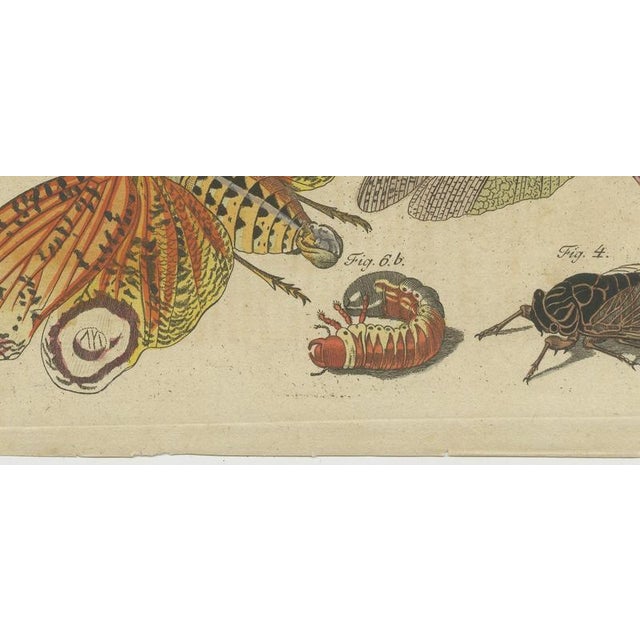 19th Century Bertuch, Hercules Beetle and Lantern Fly, 1805, Print For Sale - Image 5 of 12