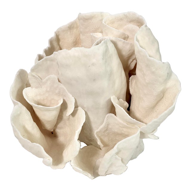 Rare Natural Cups Coral Specimen For Sale