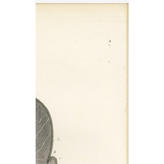 Paper Hirschfeld and Leveille, Nerves of the Whole Back, Hirschfeld Double Folding Plate, 1866, Paper For Sale - Image 7 of 12