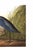 John James Audubon Blue Crane or Heron, 1827 – John James Audubon Vintage Bird Art Print, 40" X 26" For Sale - Image 4 of 12