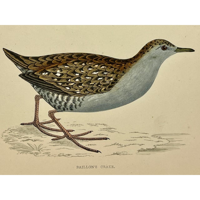 Illustration Antique Hand Tinted Bird Print From England Featuring a Baillon’s Crake - Circa 1880 For Sale - Image 3 of 12
