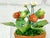 Ceramic Porcelain Strawberry Plants by Didier Gardillou - Contemporain Period For Sale - Image 7 of 10