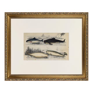 19th Century Antique English Nautical Whale, Narwhal, and Porpoise Engraving For Sale