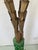 Jansen Gilt Bronze Palm Trees Life Size a Pair. Beautiful hand carved and hand painted bases. All of the bronze branches...