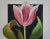 Vintage Expressionist Pink Tulip Oil Canvas Painting byBettie Stotler Framed For Sale - Image 4 of 11