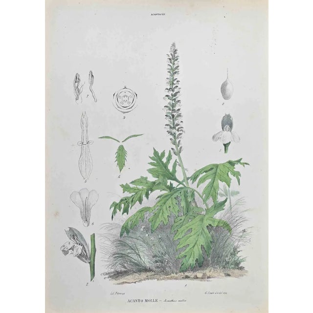 Vincenzo Tenore, Acanthus Springs, Lithograph, 1870s For Sale