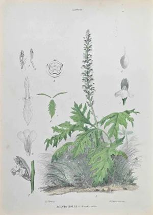 Vincenzo Tenore, Acanthus Springs, Lithograph, 1870s