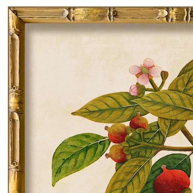 Various Artists Reproduction Giclee Print of Vintage Fruit & Flowers (4) Art Print, Framed For Sale - Image 4 of 6