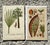 This exquisite set of four vintage botanical engravings captures the lush, intricate beauty of various palm species in a...