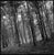 Not Yet Made - Made To Order Paul Cooklin, Woodland, Kennick, North Devon, Edition of 50 For Sale - Image 5 of 5