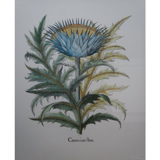 Set of 2 Italian Fiorenza Floral Botanical Stramonia Cinera Cum Flore Colored Etchings For Sale - Image 4 of 10