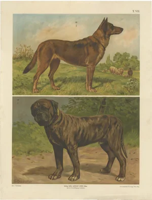 Large Antique Dog Poster of Shepherd and Mastiff by Briedwiser, 1880