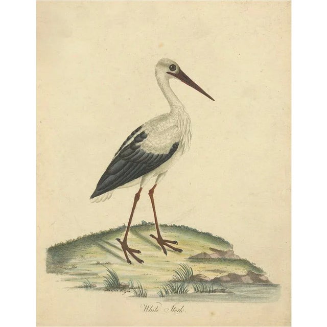 William Hayes and Matilda Hayes, The Elegance of the White Stork, 1794, Paper For Sale - Image 6 of 6