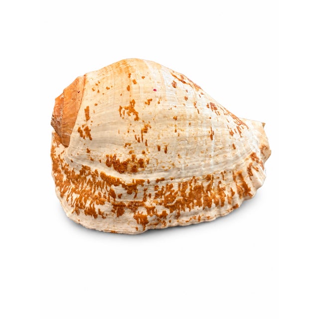 Coastal 7 Inch Natural Seashell in Cream and Warm Peach Tones For Sale - Image 3 of 5