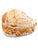 Coastal 7 Inch Natural Seashell in Cream and Warm Peach Tones For Sale - Image 3 of 5