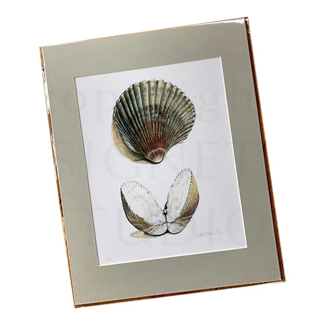 Sea Shells, Print, Gifts, Natural History, Science Illustration, Summer Cockel Shells, Clam, Ocean For Sale