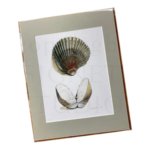 Sea Shells, Print, Gifts, Natural History, Science Illustration, Summer Cockel Shells, Clam, Ocean