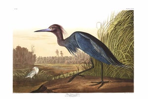 Blue Crane or Heron, 1827 – John James Audubon Vintage Bird Art Print, 24" X 16"