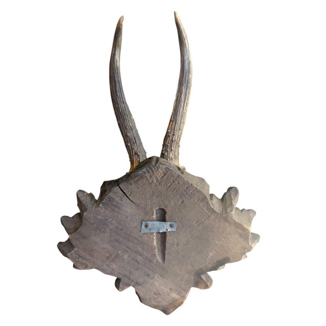 Late 19th Century RoE Deer Trophy 171 Black Forest Antlers For Sale - Image 5 of 5