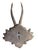 Late 19th Century RoE Deer Trophy 171 Black Forest Antlers For Sale - Image 5 of 5