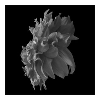 Black Dahlia #16, Black and White, Photography For Sale