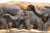 Chestnut Elephant Family Carved on Wood Plaque With Formica Base For Sale - Image 8 of 11